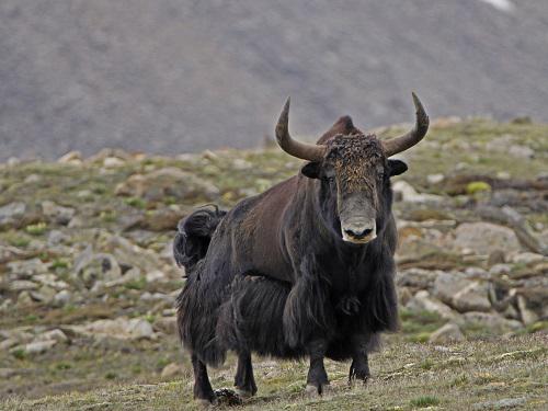 Naresh Kusi - Performing Genetic Analyses of Wild Yaks in Nepal